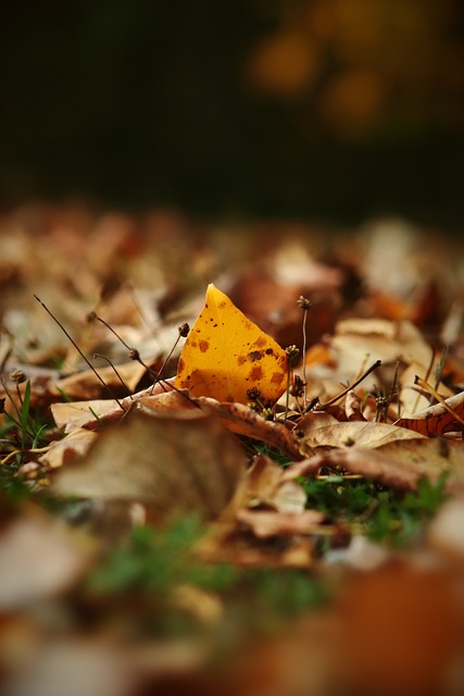 尽快迎回核 尽快迎回核